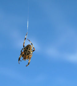 Close-up of spider on web