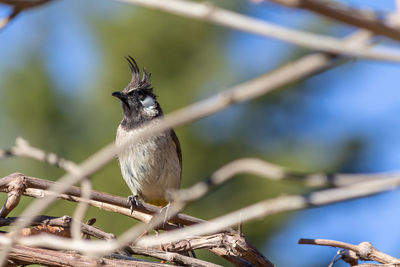 Close-up of bird perching on branch