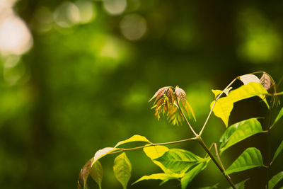 Close-up of butterfly pollinating flower