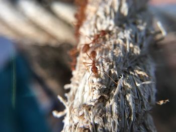 Close-up of ant on leaf