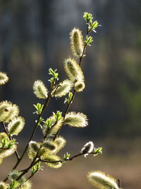 Close-up of plant