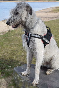 Close-up of dog by water