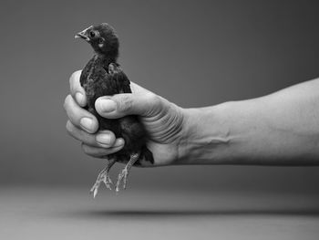 Close-up of hand holding bird against gray background