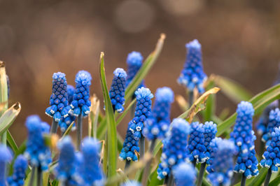 Close-up of purple flowers