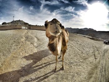 Horse standing on landscape against sky