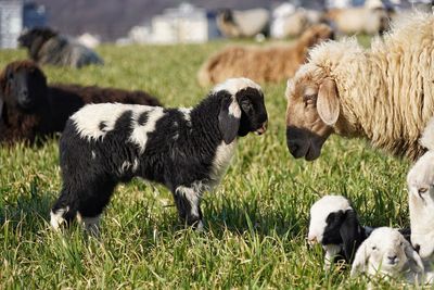 Sheep in a field