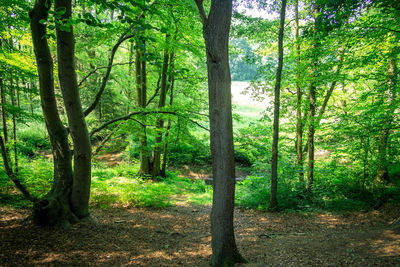 Trees in forest