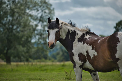 View of a horse on field
