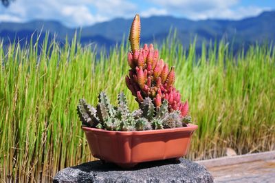 Potted plant