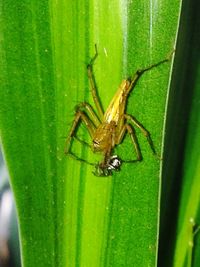 Close-up of spider on leaf