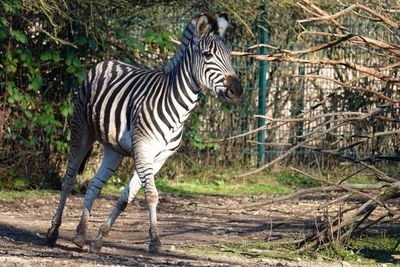 Zebra standing in a forest