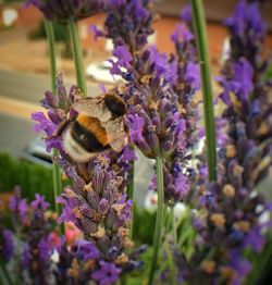 Close-up of bee on purple flowers