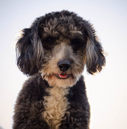 Close-up portrait of dog against white background