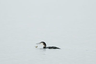 Duck swimming in lake