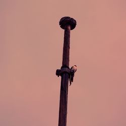 Low angle view of bird perching on wooden post against clear sky