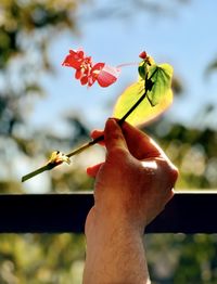 Close-up of hand holding flowering plant