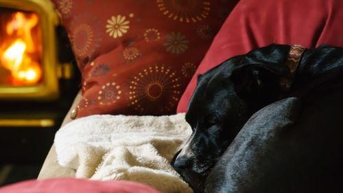 Close-up of dog sitting on man