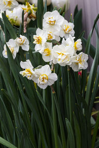 Close-up of white flowering plants