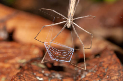 Net-casting spider - deinops longipes prepared for ambush