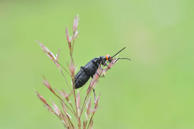 Close-up of insect on plant