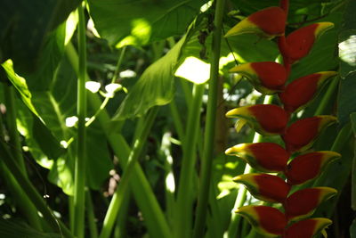 Close-up of red flowering plant