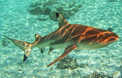 Close-up of shark swimming in sea