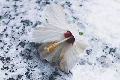 Close-up of white hibiscus