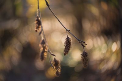 Close-up of plant against blurred background