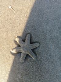 High angle view of a horse on sand