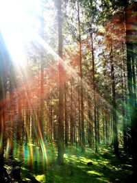 Trees in forest