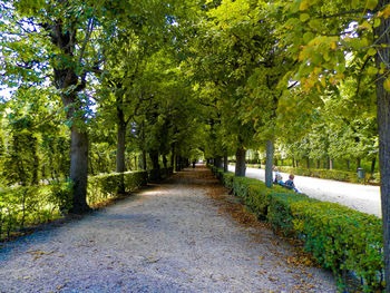 Footpath amidst trees