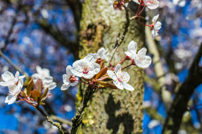 Close-up of cherry blossoms