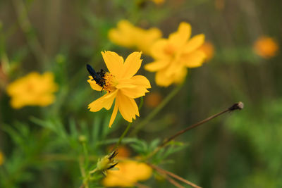 Close-up of bee pollinating on yellow flower