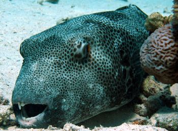 Close-up of fish in sea