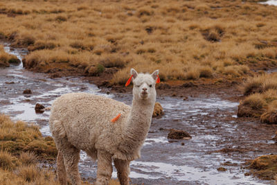 Sheep standing on field