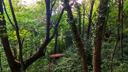 Trees in forest