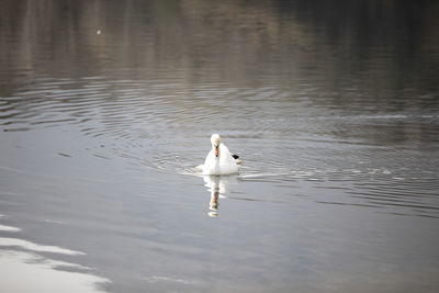 Bird swimming in lake