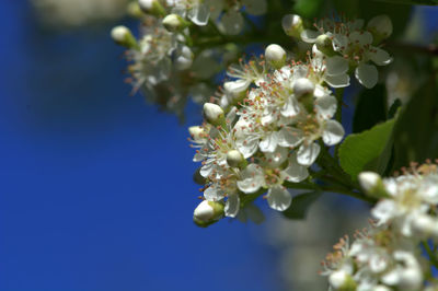 Close-up of apple blossoms in spring