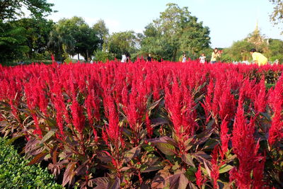 Red flowers growing on tree