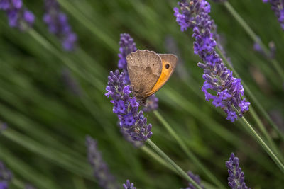 Close-up of butterfly pollinating on purple flower