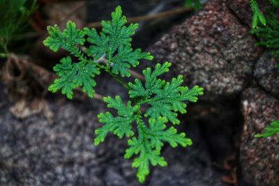 Close-up of plant growing on field