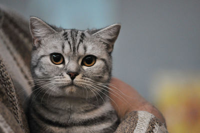 Close-up portrait of cat