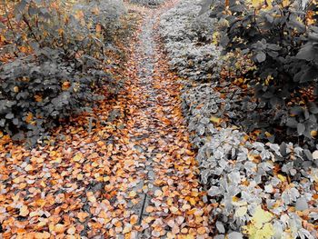 High angle view of autumnal leaves on road