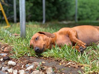 View of a dog resting on field