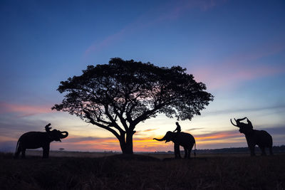 Silhouette horse standing on field against sky during sunset