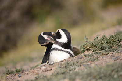 Close up of couple of magallanes penguins in the nest