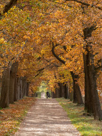 Footpath amidst trees