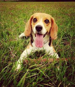 Dog standing on grassy field