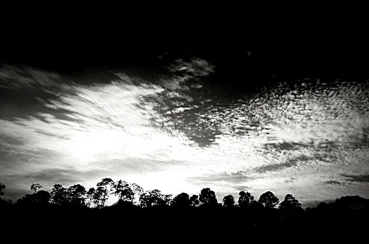 SILHOUETTE OF TREES AGAINST SKY