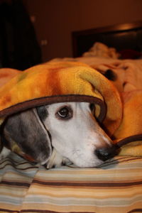 Close-up portrait of dog